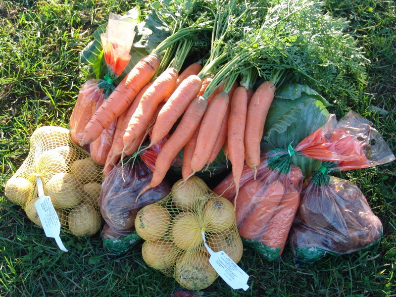 Куплю овощи свежие. Торговля овощами с огорода. Объявление о продаже овощей. Продаются овощи. Овощи нуждающимся.