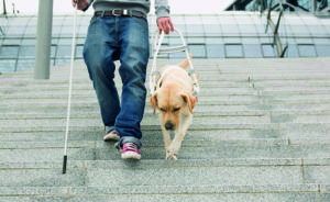 24 апреля – Международный день собак-проводников